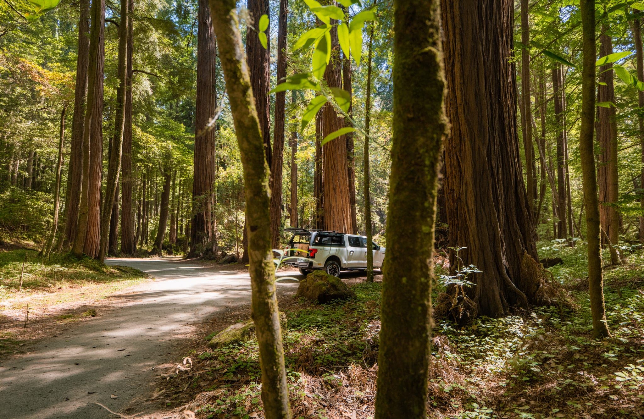 White pickup truck parked on a sun-dappled dirt road among towering redwoods