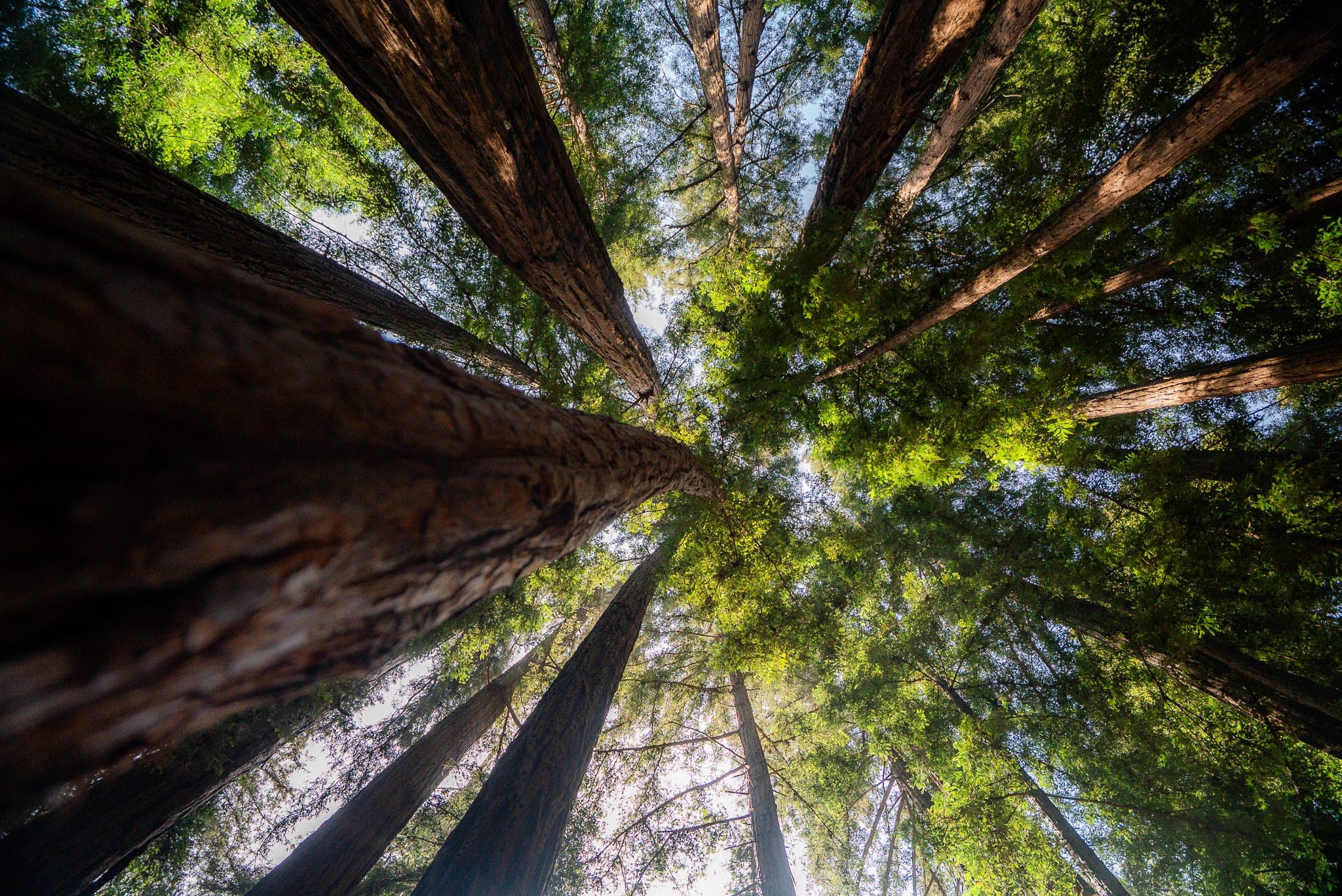 Looking straight up the trunks of towering redwoods into a sunlit green canopy