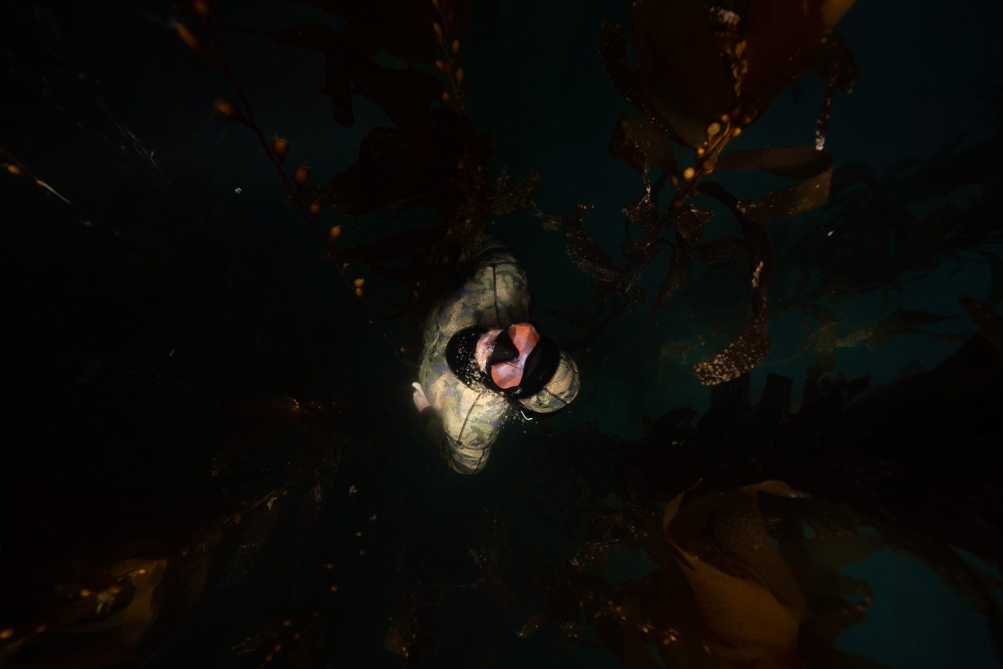 Freediver in camouflage wetsuit seen from above, surfacing through a dark kelp forest